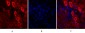 EGFR Polyclonal Antibody
