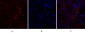 EGFR Polyclonal Antibody