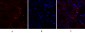 EGFR Polyclonal Antibody