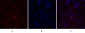 EGFR Polyclonal Antibody