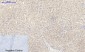 EGFR Polyclonal Antibody