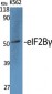 eIF2Bγ Polyclonal Antibody