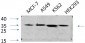 eIF2α Polyclonal Antibody