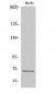 eIF3L Polyclonal Antibody