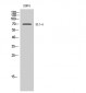 Elf-4 Polyclonal Antibody