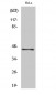 Elk-1 Polyclonal Antibody