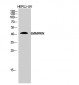 EMMPRIN Polyclonal Antibody