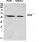 EMMPRIN Polyclonal Antibody