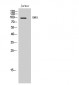 EMR1 Polyclonal Antibody