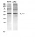 Encephalopsin Polyclonal Antibody