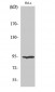 Endoplasmin Polyclonal Antibody