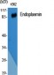 Endoplasmin Polyclonal Antibody