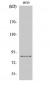 ENX-2 Polyclonal Antibody