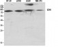 ENX-2 Polyclonal Antibody