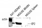 EP2 Polyclonal Antibody