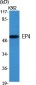 EP4 Polyclonal Antibody