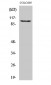 EphA1 Polyclonal Antibody