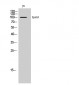 EphA3 Polyclonal Antibody