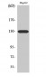 EphA5 Polyclonal Antibody