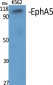 EphA5 Polyclonal Antibody