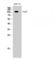 EphA7 Polyclonal Antibody