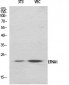 Ephrin-A1 Polyclonal Antibody