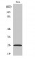 Ephrin-A5 Polyclonal Antibody