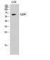 EpoR Polyclonal Antibody