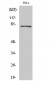 Eps8L2 Polyclonal Antibody