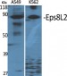 Eps8L2 Polyclonal Antibody