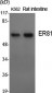 ER81 Polyclonal Antibody