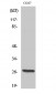 ERAB Polyclonal Antibody