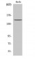 ErbB-3 Polyclonal Antibody