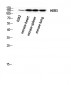 ErbB-3 Polyclonal Antibody