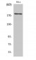 ErbB-3 Polyclonal Antibody