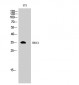 ERCC1 Polyclonal Antibody