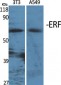 ERF Polyclonal Antibody