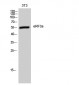 eRF3a Polyclonal Antibody