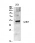 ERK 1 Polyclonal Antibody