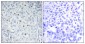 ERK 3 Polyclonal Antibody