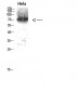 ERK 3 Polyclonal Antibody