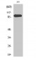 ERK 3 Polyclonal Antibody