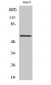 ERK 8 Polyclonal Antibody