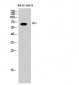 ERα Polyclonal Antibody