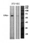 ERα Polyclonal Antibody