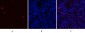 ERα Polyclonal Antibody