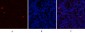 ERα Polyclonal Antibody