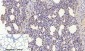 ERα Polyclonal Antibody