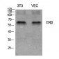 ERβ Polyclonal Antibody