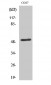 ETAR Polyclonal Antibody